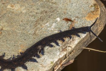 Media type: image;   Invertebrate Zoology 168055 Description: Digital photograph of specimen in life.;